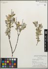 Foto von Salix glauca L.